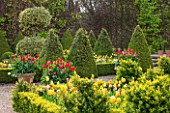 EAST RUSTON OLD VICARAGE GARDEN, NORFOLK: THE DUTCH GARDEN - TULIPS IN SPRING. MAY, FLOWERS, HOT, BRIGHT, GRAVEL, PATIO, CLIPPED BOX, TRIMMED, TOPIARY, GOLDEN KING HOLLY
