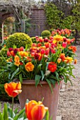 EAST RUSTON OLD VICARAGE GARDEN, NORFOLK: TERRACOTTA CONTAINER IN THE DUTCH GARDEN PLANTED WITH ORANGE TULIPS AND HYACINTHS IN SPRING. MAY, FLOWERS, HOT, BRIGHT