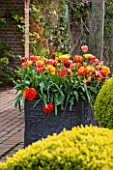 EAST RUSTON OLD VICARAGE GARDEN, NORFOLK: LEAD CONTAINER IN THE DUTCH GARDEN PLANTED WITH ORANGE TULIPS. SPRING. MAY, FLOWERS, HOT, BRIGHT, PATIO
