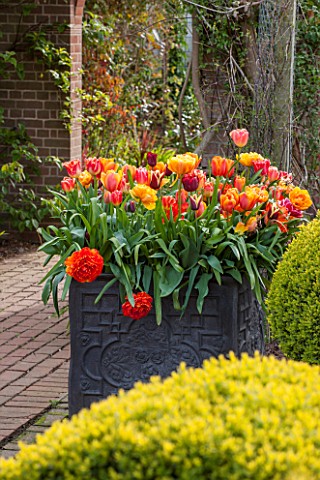EAST_RUSTON_OLD_VICARAGE_GARDEN_NORFOLK_LEAD_CONTAINER_IN_THE_DUTCH_GARDEN_PLANTED_WITH_ORANGE_TULIP
