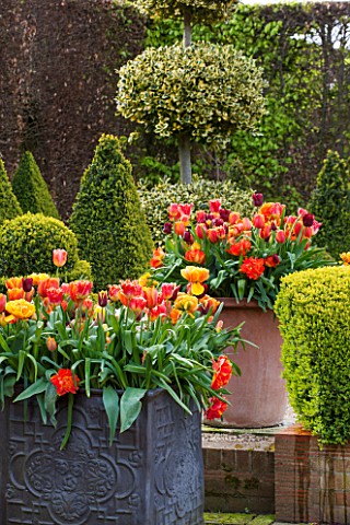 EAST_RUSTON_OLD_VICARAGE_GARDEN_NORFOLK_TERRACOTTA_AND_LEAD_CONTAINERS_IN_THE_DUTCH_GARDEN__ORANGE_T