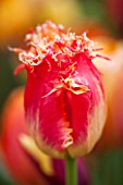 EAST RUSTON OLD VICARAGE GARDEN, NORFOLK: CLOSE UP OF THE ORANGE TULIP - TULIPA REAL TIME - RED, FRINGED, SPRING, FLOWER, BRIGHT, BULB, BULBS, FLOWERS