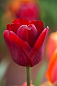 EAST RUSTON OLD VICARAGE GARDEN, NORFOLK: CLOSE UP OF TULIP - TULIPA DON JUAN - SPRING, FLOWER, BULB, BULBS, FLOWERS, RED