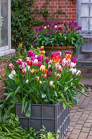 EAST_RUSTON_OLD_VICARAGE_GARDEN_NORFOLK_LEAD_CONTAINER_IN_THE_DUTCH_GARDEN_PLANTED_WITH_TULIPS_IN_SP