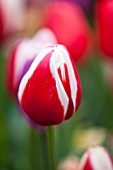EAST RUSTON OLD VICARAGE GARDEN, NORFOLK: CLOSE UP OF FLOWER OF TULIP - TULIPA GENUA - RED, WHITE, STRIPE, STRIPEY, BULB, SPRING