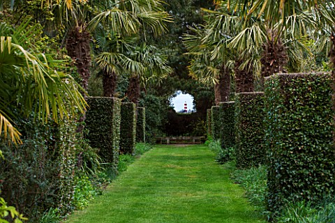 EAST_RUSTON_OLD_VICARAGE_GARDEN_NORFOLK_AVENUE_OF_CLIPPED_TOPIARY_QUERCUS_ILEX__EVERGREEN_OAK_AND_TR