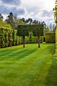 EAST RUSTON OLD VICARAGE GARDEN, NORFOLK: LAWN WITH CLIPPED BEECH HEDGING AND TOPIARY HORNBEAM ON STILTS - HEDGING, HEDGE, TRIMMED, SPRING, GREEN, COUNTRY GARDEN