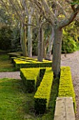 EAST RUSTON OLD VICARAGE GARDEN, NORFOLK: BOX HEDGING CUT INTO THIN STRIPS AROUND TREES - TOPIARY, CLIPPED, TRIMMED, BUXUS, TREES, SPRING, GREEN