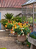 EAST RUSTON OLD VICARAGE GARDEN, NORFOLK: TERRACOTTA CONTAINERS IN FRONT OF GREENHOUSE / GLASSHOUSE PLANTED WITH TULIPS. SPRING, COUNTRY GARDEN