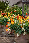 EAST RUSTON OLD VICARAGE GARDEN, NORFOLK: TERRACOTTA CONTAINERS IN FRONT OF GREENHOUSE / GLASSHOUSE PLANTED WITH TULIPS AND HYACINTHS. SPRING, COUNTRY GARDEN