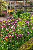EAST RUSTON OLD VICARAGE GARDEN, NORFOLK: BOX EDGED BED IN FRONT OF GREENHOUSE / GLASSHOUSE PLANTED WITH TULIPS AND EUPHORBIAS. SPRING, COUNTRY GARDEN