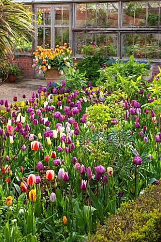 EAST_RUSTON_OLD_VICARAGE_GARDEN_NORFOLK_BOX_EDGED_BED_IN_FRONT_OF_GREENHOUSE__GLASSHOUSE_PLANTED_WIT