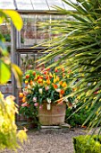 EAST RUSTON OLD VICARAGE GARDEN, NORFOLK: TERRACOTTA CONTAINER IN FRONT OF GREENHOUSE / GLASSHOUSE PLANTED WITH TULIPS AND HYACINTHS. SPRING, COUNTRY GARDEN