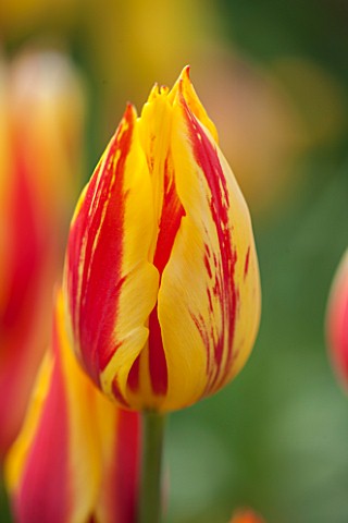 EAST_RUSTON_OLD_VICARAGE_GARDEN_NORFOLK_CLOSE_UP_OF_RED_AND_YELLOW_TULIP__TULIPA_HELMAR__PLANT_PORTR