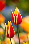 EAST RUSTON OLD VICARAGE GARDEN, NORFOLK: CLOSE UP OF RED AND YELLOW TULIP - TULIPA WORLD PEACE - PLANT PORTRAIT, BULB, SPRING, FLOWER