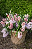EAST RUSTON OLD VICARAGE GARDEN, NORFOLK: TERRACOTTA CONTAINER PLANTED WITH PINK HYACINTHS - BULB, SPRING, FLOWERS, SCENT, SCENTED