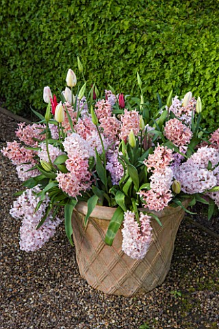 EAST_RUSTON_OLD_VICARAGE_GARDEN_NORFOLK_TERRACOTTA_CONTAINER_PLANTED_WITH_PINK_HYACINTHS__BULB_SPRIN