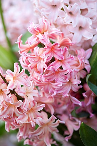 EAST_RUSTON_OLD_VICARAGE_GARDEN_NORFOLK_CLOSE_UP_OF_PINK_HYACINTH_ORIENTALIS_CHINA_PINK___PLANT_PORT