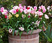 EAST RUSTON OLD VICARAGE GARDEN, NORFOLK: TERRACOTTA CONTAINER FILLED WITH TULIPS - TULIPA HUIS TEN BOSCH AND BELICIA - BULB, BULBS, SPRING
