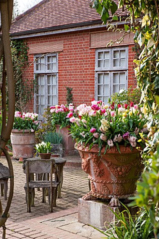 EAST_RUSTON_OLD_VICARAGE_GARDEN_NORFOLK_TERRACOTTA_CONTAINERS_FILLED_WITH_TULIPS__TULIPA_HUIS_TEN_BO