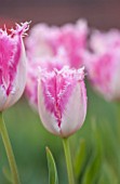 EAST RUSTON OLD VICARAGE GARDEN, NORFOLK: CLOSE UP TULIP - TULIPA BARBADOS  - PLANT PORTRAIT, BULB, SPRING, FLOWER, RED, FRINGE, FRINGED, FRINGING