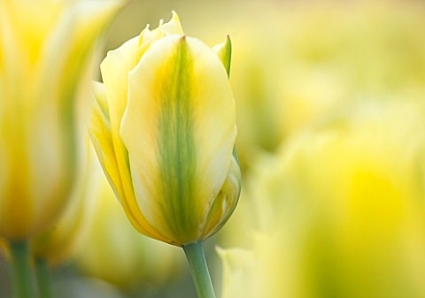 EAST_RUSTON_OLD_VICARAGE_GARDEN_NORFOLK_CLOSE_UP_OF_YELLOW_AND_GREEN_FLOWER_OF_TULIP__TULIPA_FORMOSA
