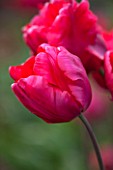 EAST RUSTON OLD VICARAGE GARDEN, NORFOLK: CLOSE UP TULIP - TULIPA BASTOGNE PARROT - PLANT PORTRAIT, BULB, SPRING, FLOWER, RED