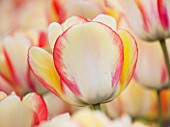 EAST RUSTON OLD VICARAGE GARDEN, NORFOLK: CLOSE UP OF WHITE AND PINK FLOWER OF TULIP - TULIPA DARWIN - BULB, BULBS, SPRING, FRESH, PLANT PORTRAIT