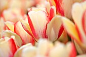EAST RUSTON OLD VICARAGE GARDEN, NORFOLK: CLOSE UP OF WHITE AND PINK FLOWER OF TULIP - TULIPA DARWIN - BULB, BULBS, SPRING, FRESH, PLANT PORTRAIT