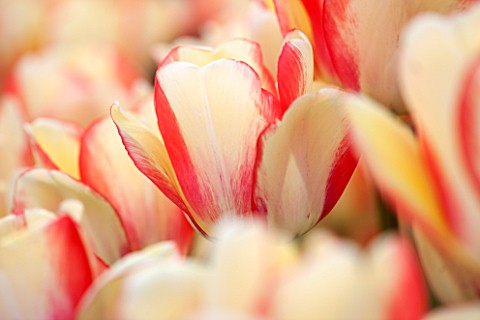 EAST_RUSTON_OLD_VICARAGE_GARDEN_NORFOLK_CLOSE_UP_OF_WHITE_AND_PINK_FLOWER_OF_TULIP__TULIPA_DARWIN__B