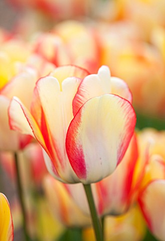 EAST_RUSTON_OLD_VICARAGE_GARDEN_NORFOLK_CLOSE_UP_OF_WHITE_AND_PINK_FLOWER_OF_TULIP__TULIPA_DARWIN__B