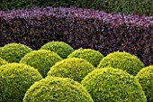 EAST RUSTON OLD VICARAGE GARDEN, NORFOLK: CLIPPED TOPIARY BOX BALLS AND BERBERIS HEDGE - HEDGING, GREEN, TRIMMED, SHRUB, EVERGREEN, SHAPED, SHAPE