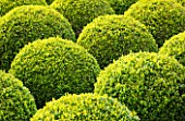 EAST RUSTON OLD VICARAGE GARDEN, NORFOLK: CLIPPED TOPIARY BOX BALLS - HEDGE, HEDGING, GREEN, TRIMMED, SHRUB, EVERGREEN, SHAPED, SHAPE