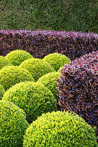 EAST_RUSTON_OLD_VICARAGE_GARDEN_NORFOLK_CLIPPED_TOPIARY_BOX_BALLS_AND_BERBERIS_HEDGE__HEDGING_GREEN_
