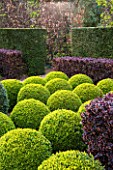 EAST RUSTON OLD VICARAGE GARDEN, NORFOLK: CLIPPED TOPIARY BOX BALLS WITH BERBERIS HEDGE - HEDGING, GREEN, TRIMMED, SHRUB, EVERGREEN, SHAPED, SHAPE, FORMAL