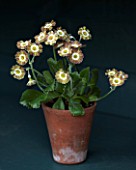 POPS PLANTS AURICULAS, HAMPSHIRE: AURICULA IN THE AURICULA THEATRE - AURICULA LADY PENELOPE SITWELL