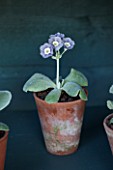 POPS PLANTS AURICULAS, HAMPSHIRE: AURICULA IN THE AURICULA THEATRE - AURICULA MARRY ME