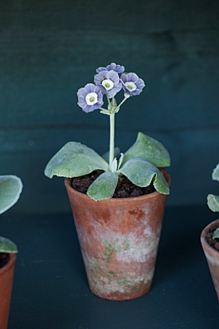 POPS_PLANTS_AURICULAS_HAMPSHIRE_AURICULA_IN_THE_AURICULA_THEATRE__AURICULA_MARRY_ME