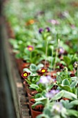 POPS PLANTS AURICULAS, HAMPSHIRE: AURICULAS GROWING IN SMALL CONTAINERS