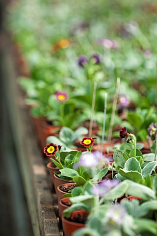 POPS_PLANTS_AURICULAS_HAMPSHIRE_AURICULAS_GROWING_IN_SMALL_CONTAINERS