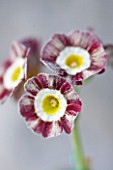 POPS PLANTS AURICULAS, HAMPSHIRE: CLOSE UP OF PRIMULA AURICULA RED WIRE