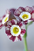 POPS PLANTS AURICULAS, HAMPSHIRE: CLOSE UP OF PRIMULA AURICULA RED WIRE