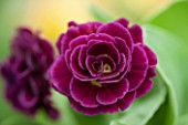 POPS PLANTS AURICULAS, HAMPSHIRE: CLOSE UP OF PRIMULA AURICULA TOP STYLE