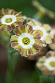 POPS PLANTS AURICULAS, HAMPSHIRE: CLOSE UP OF PRIMULA AURICULA LADY PENELOPE SITWELL