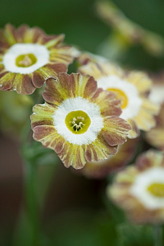 POPS_PLANTS_AURICULAS_HAMPSHIRE_CLOSE_UP_OF_PRIMULA_AURICULA_LADY_PENELOPE_SITWELL