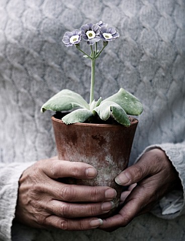 POPS_PLANTS_AURICULAS_HAMPSHIRE_GIRL_HOLDING_PRIMULA_AURICULA_MARRYME