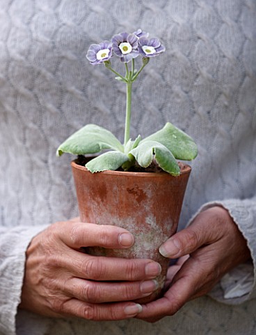 POPS_PLANTS_AURICULAS_HAMPSHIRE_GIRL_HOLDING_PRIMULA_AURICULA_MARRYME