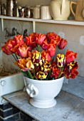 THE LAND GARDENERS, WARDINGTON MANOR, OXFORDSHIRE: CUT TULIP FLOWERS IN WHITE CONTAINER - TULIPS HELMAR AND GREETJE SMIT - SPRING, ORNAGE, FLOWER, BRIGHT