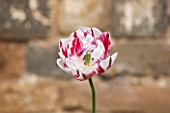 THE LAND GARDENERS, WARDINGTON MANOR, OXFORDSHIRE: CLOSE UP PLANT PORTRAIT OF TULIP - TULIPA CARNIVAL DE NICE - RED AND WHITE, FLOWER, SPRING, BULB