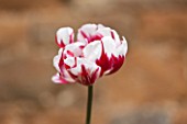 THE LAND GARDENERS, WARDINGTON MANOR, OXFORDSHIRE: CLOSE UP PLANT PORTRAIT OF TULIP - TULIPA CARNIVAL DE NICE - RED AND WHITE, FLOWER, SPRING, BULB